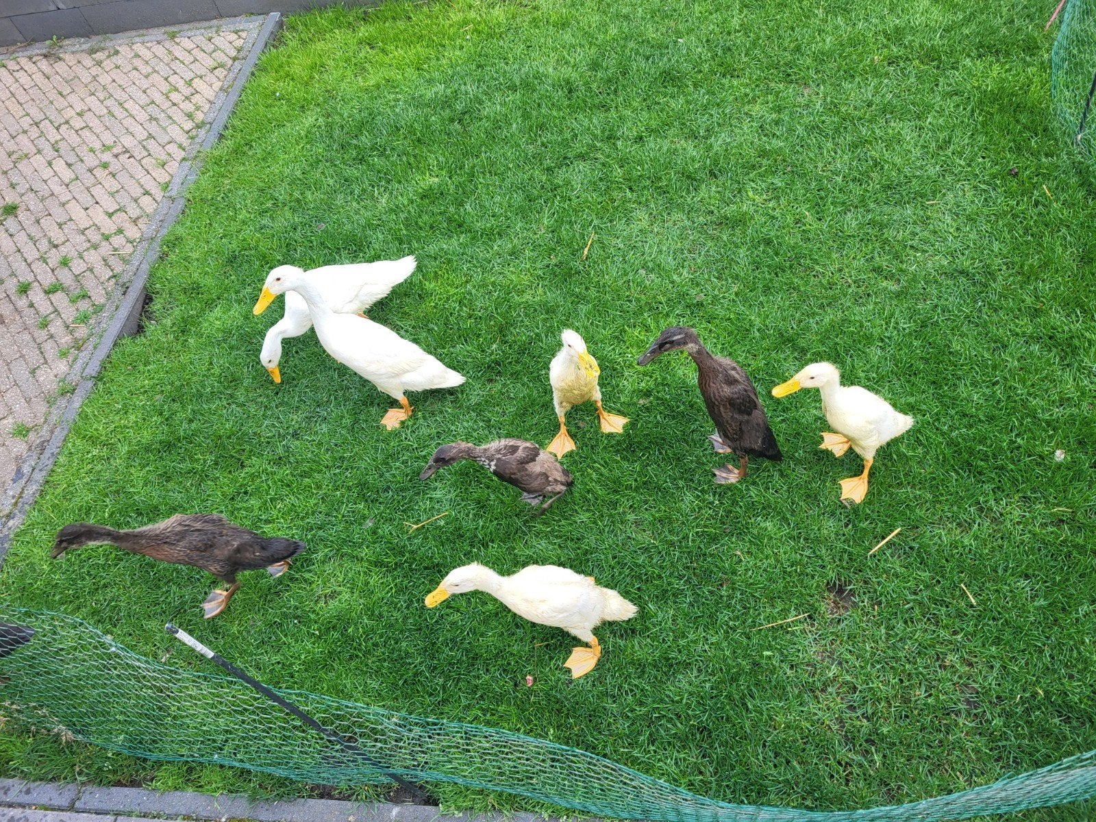 Loopeenden, Meerdere dieren, Eend