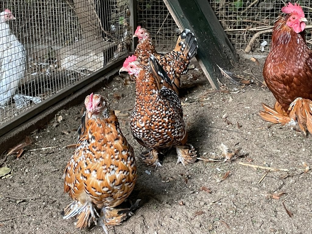 Sabelpootkriel, Meerdere dieren, Kip