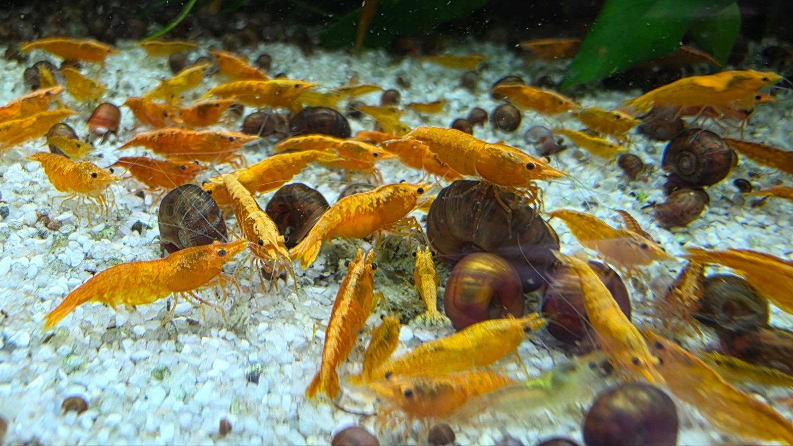 Neocaridina Orange / oranje neocaridina garnalen, Kreeft, Krab of Garnaal