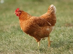 Jonge bruine legkippen, tegen de leg, Dieren en Toebehoren, Vrouwelijk, Kip