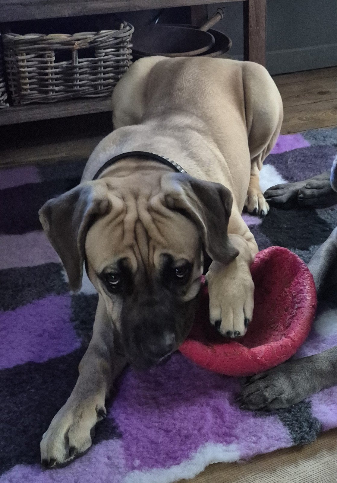 cane corso pup ❤️ spoed 😪, 15 weken tot 1 jaar, Overige rassen, Teef, Eén hond