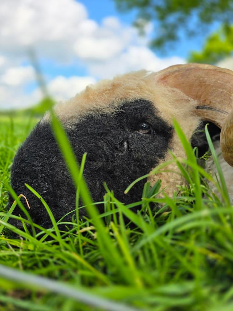 3 prachtige lieve Walliser Schwarznase rammen, Dieren en Toebehoren, Schapen, Geiten en Varkens, Mannelijk, Schaap