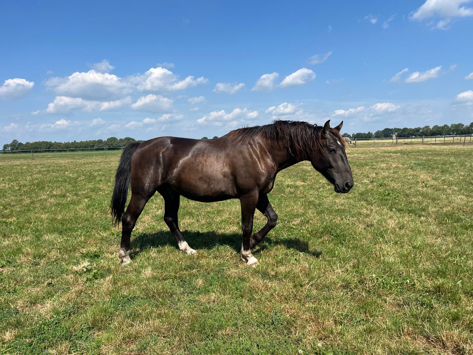 Groninger ruin 2,5 jaar, Met stamboom, Ruin, 3 tot 6 jaar, 160 tot 165 cm