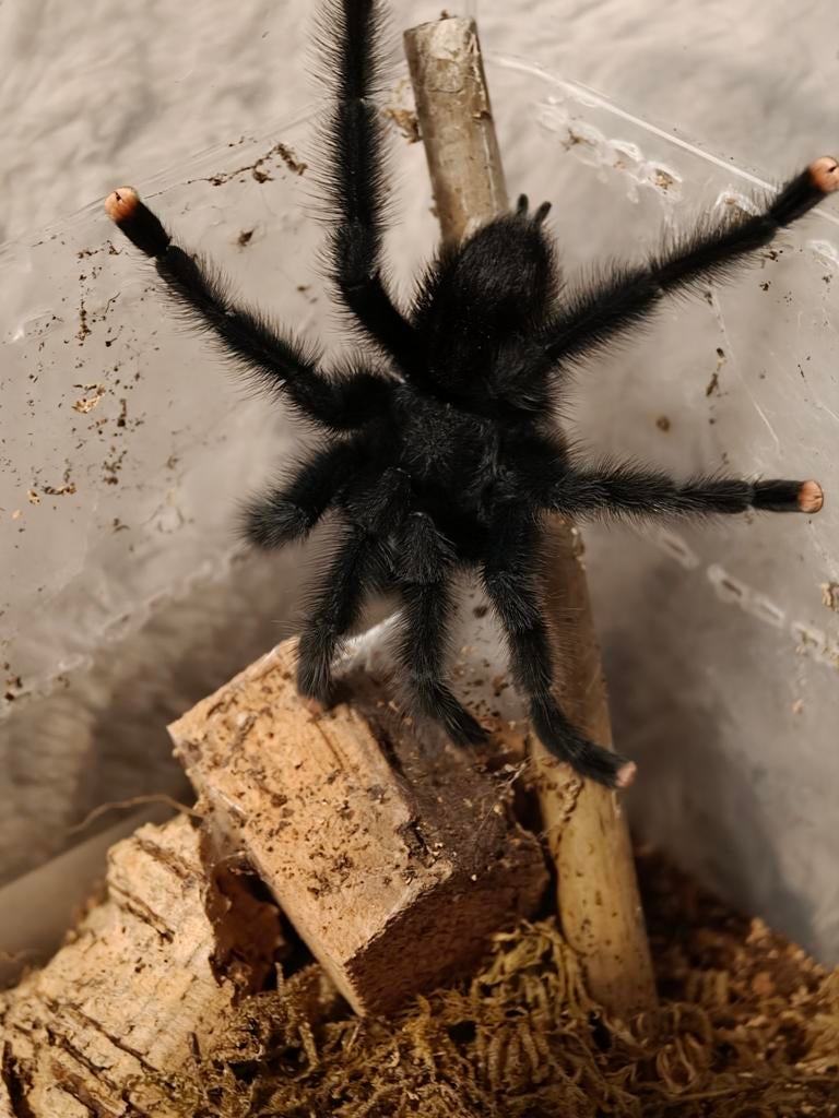 1.0 avicularia geroldi volwassen man, Dieren en Toebehoren, Overige soorten