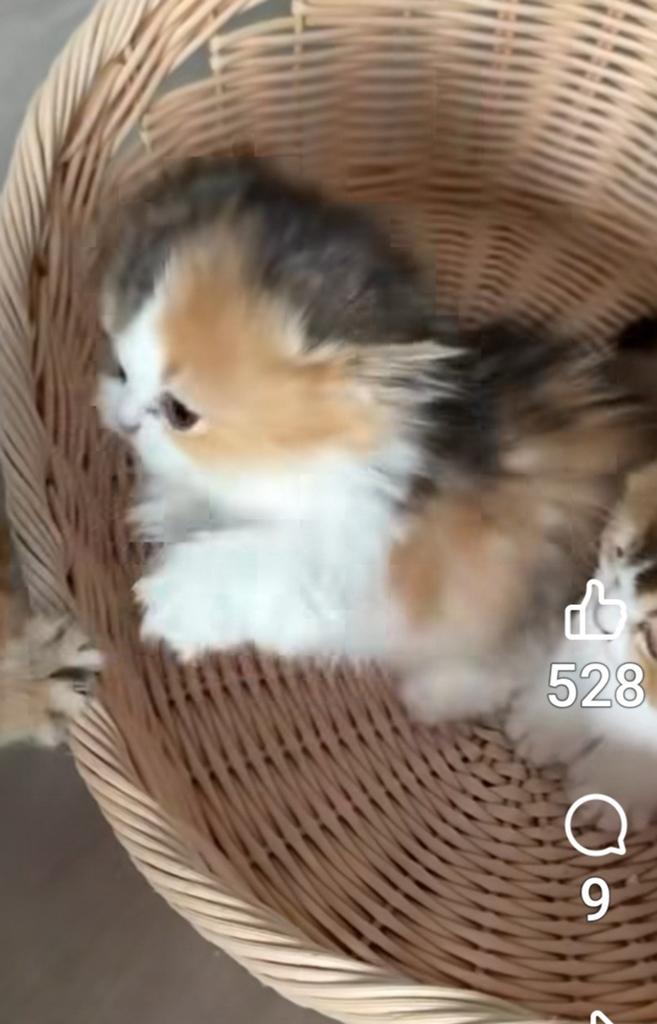 GEZOCHT!!  LANGHARIG lapjes kitten, Dieren en Toebehoren, Katten en Kittens | Raskatten | Langhaar, Poes