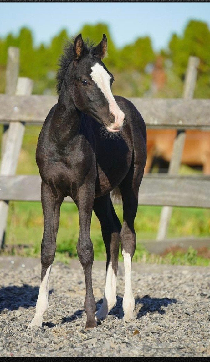 Diverse Arabische volbloeden te koop, Minder dan 160 cm, Met stamboom, 0 tot 2 jaar, Meerdere dieren