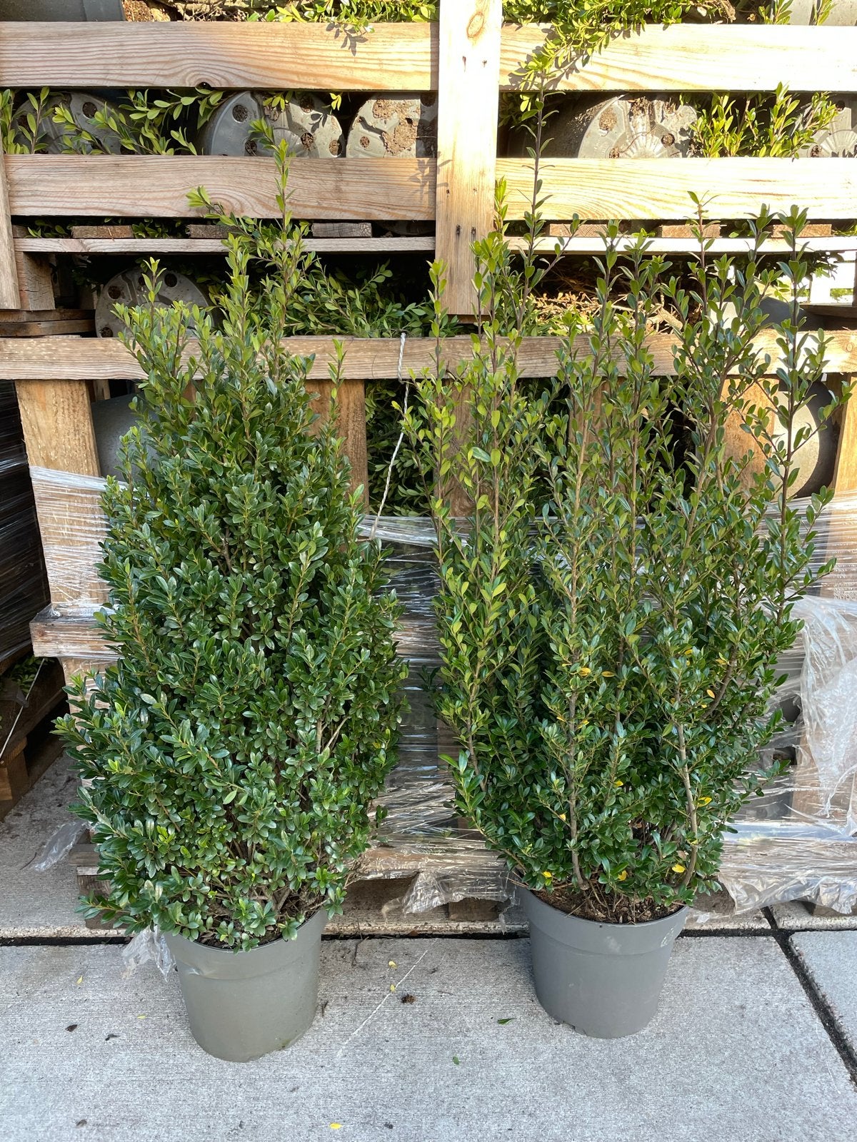 Ilex Crenata (Japanse Hulst) - Buxus vervanger, Vaste plant, Bloeit niet, Halfschaduw, Ophalen