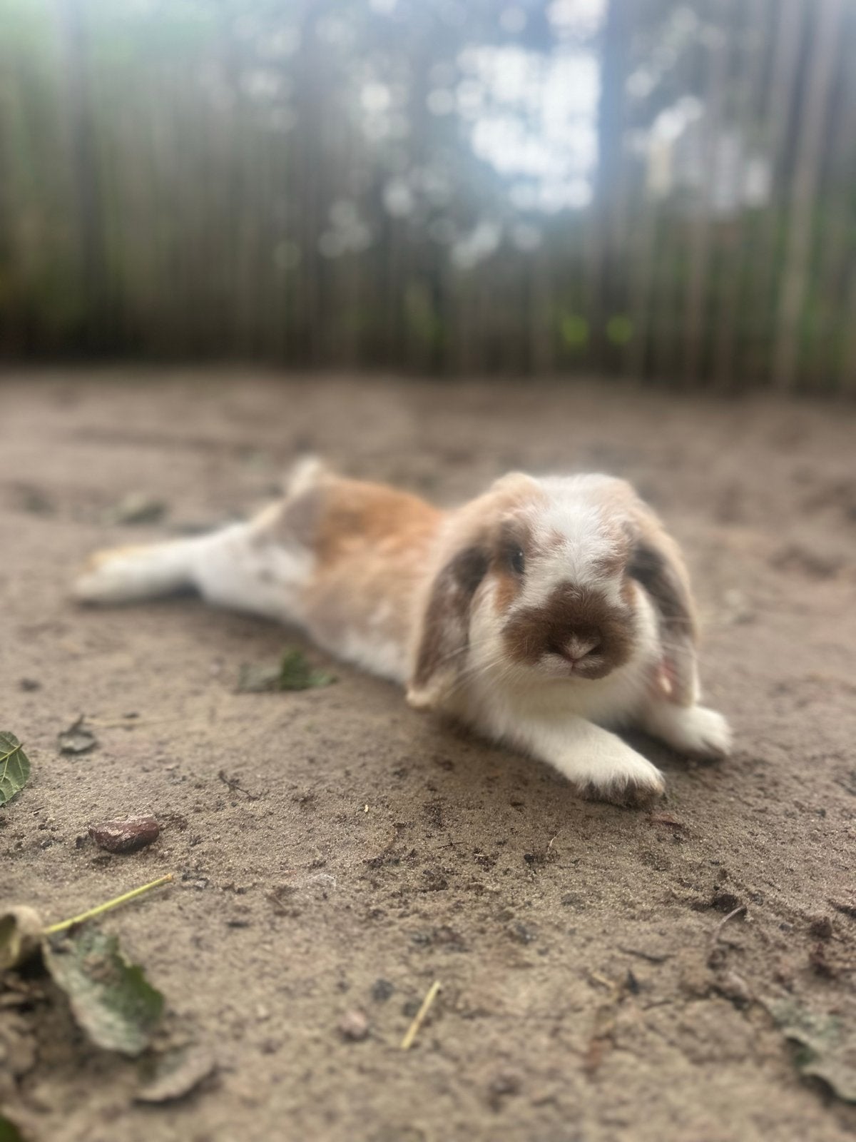 Rammetje, Dieren en Toebehoren, Mannelijk, Middelgroot, Hangoor, 0 tot 2 jaar