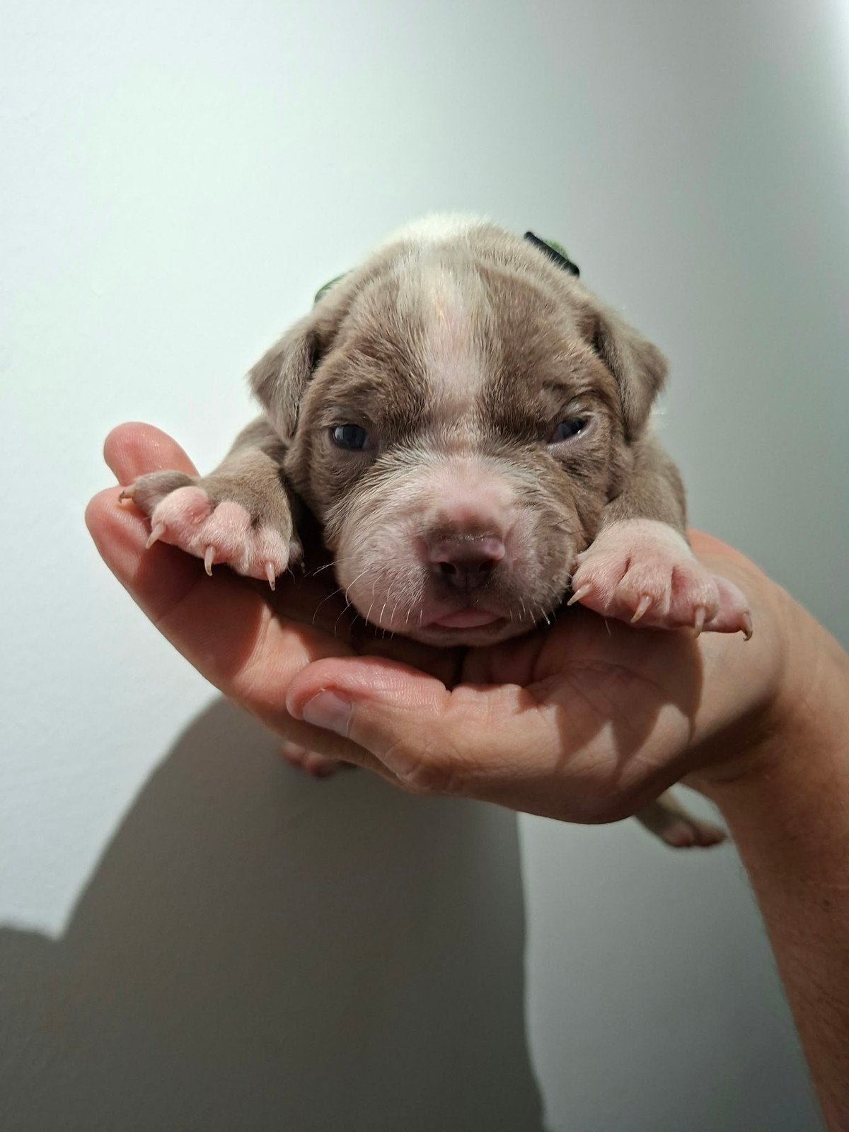 Amerikaanse Bulldog pups - Type Bully, Reu, 8 tot 15 weken, Meerdere, Middel