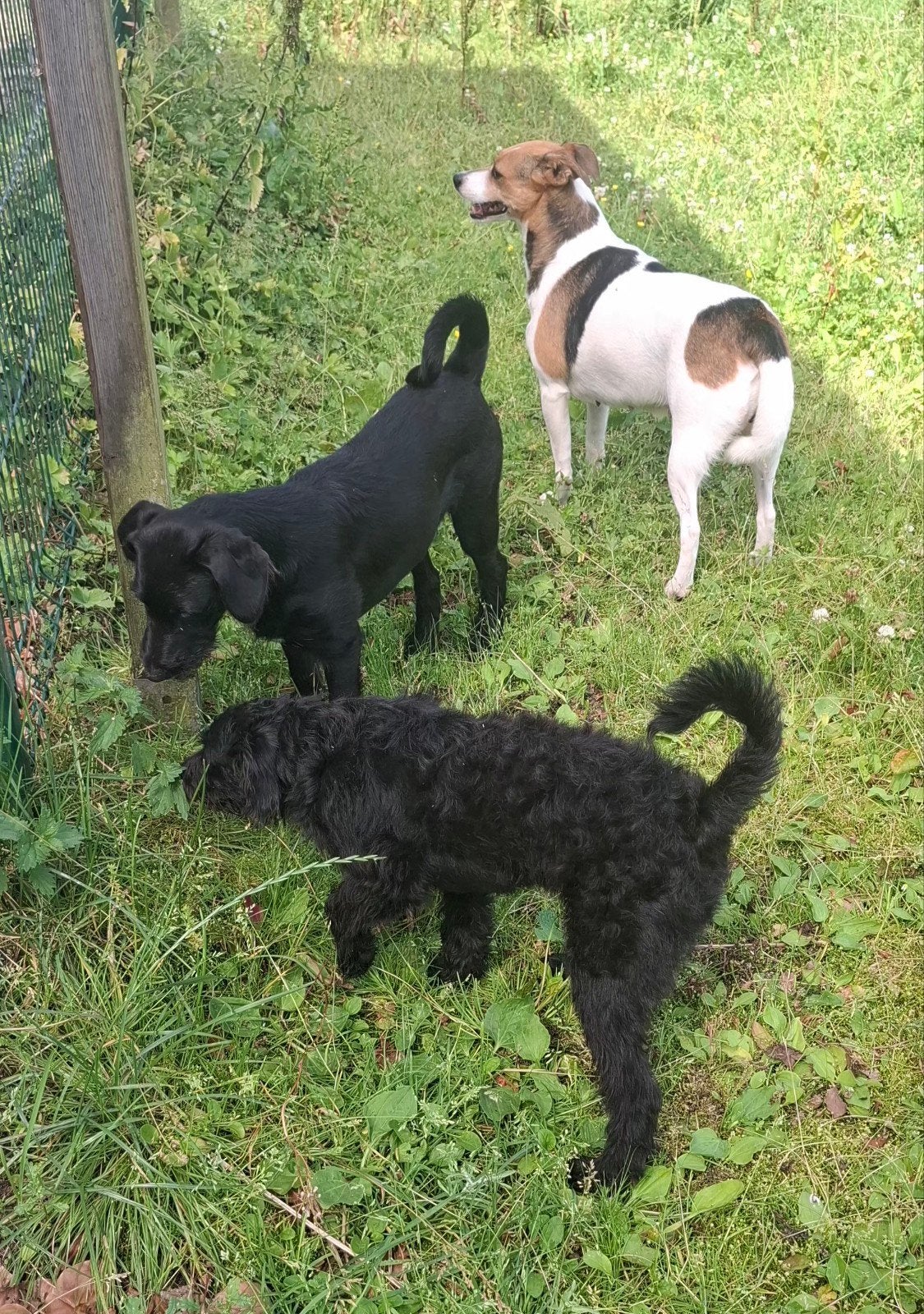Leuk, super gezond doodle pupje (poedel x boerenfox), Dieren en Toebehoren, Honden | Chihuahua's en Gezelschapshonden, Parvo, 15 weken tot 1 jaar