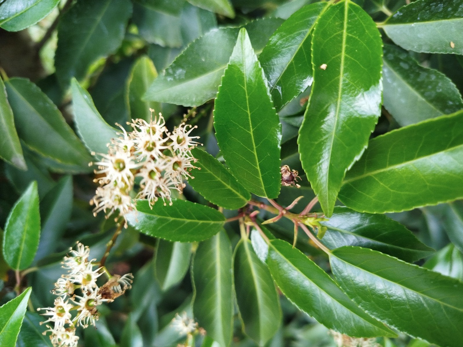 Portugese Laurier haag/Prunus Lustanica Angustifolia 230x4, Ophalen, Laurier, 100 tot 250 cm