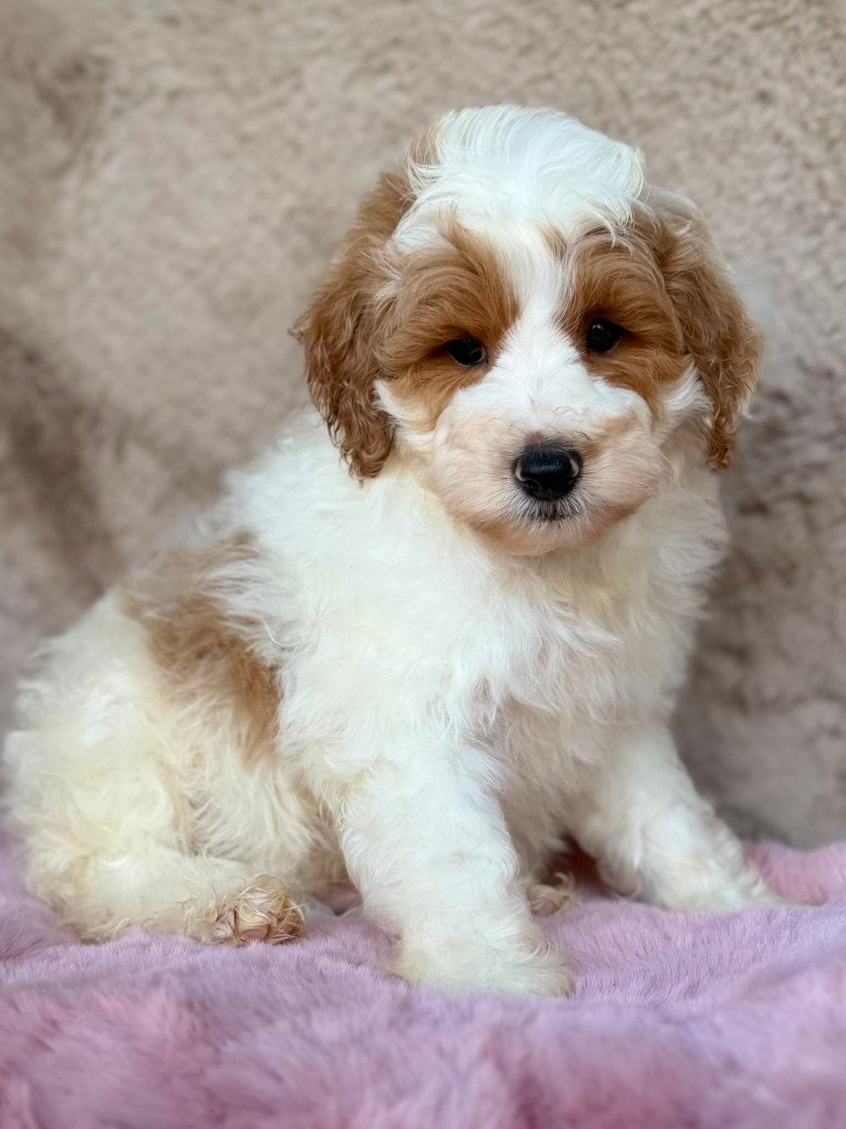 Australian labradoodle pups mini, Dieren en Toebehoren, Overige rassen, 8 tot 15 weken, Meerdere, Meerdere dieren