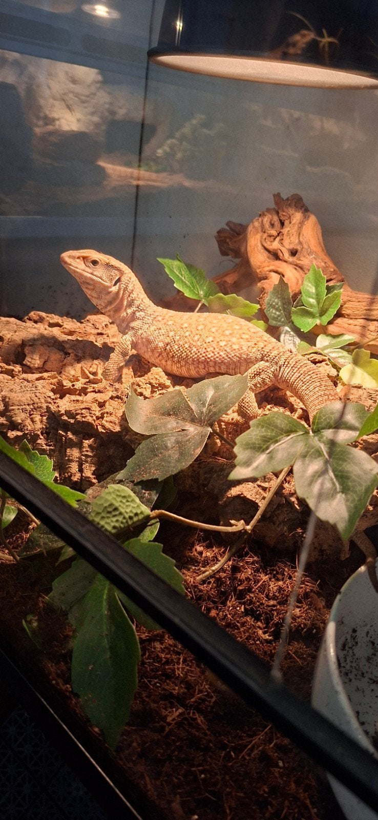 Varanus Exantematicus, nakweek, geboren 11-07-2026 Monitor Lizard - unknown for sale from eddy