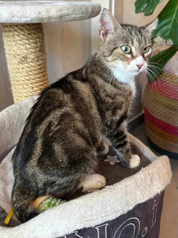 Amelia verblijft in Lelystad, Poes, Kortharig, 3 tot 5 jaar