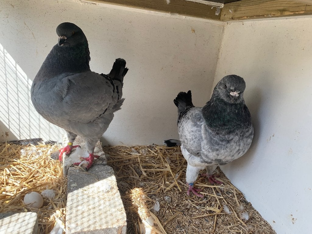 Prachtig koppel king duiven, Meerdere dieren, Overige soorten
