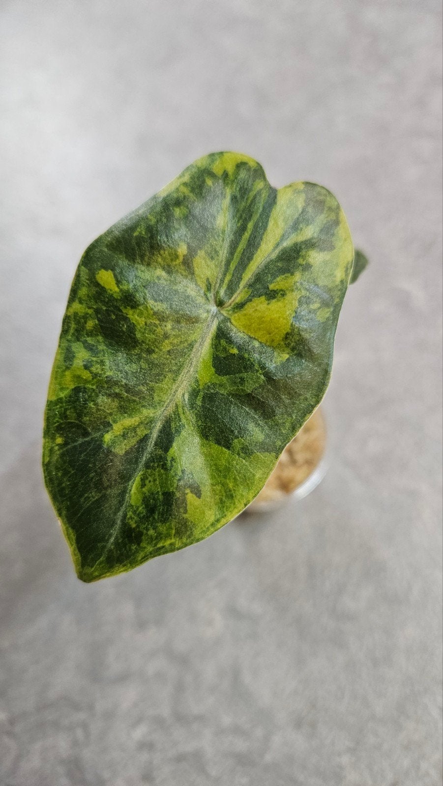 Alocasia Pseudo Sanderiana Aurea Variegata, Ophalen of Verzenden, Halfschaduw, Minder dan 100 cm