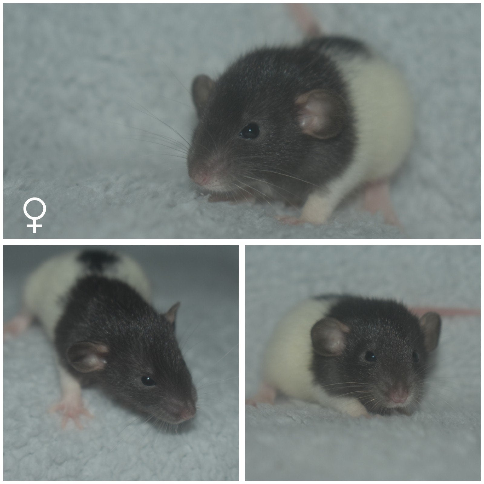 Ratjes , ratten,rittens, meisjes., Dieren en Toebehoren, Knaagdieren, Rat, April, Vrouwelijk, Tam