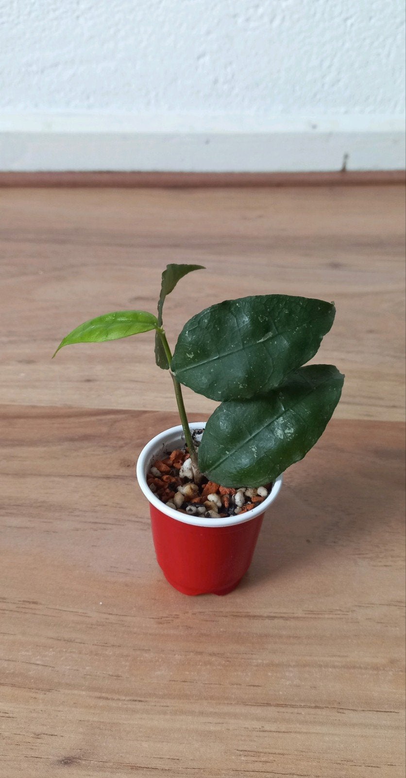 Hoya Ignorata, Ophalen of Verzenden, Halfschaduw, Minder dan 100 cm