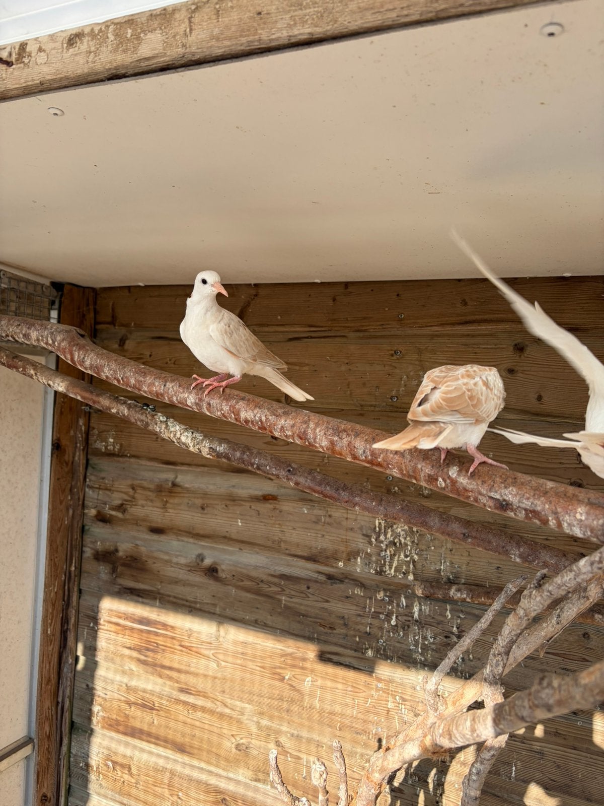 Tortel roep duif duiven, Dieren en Toebehoren, Vogels | Duiven, Geslacht onbekend, Tortelduif