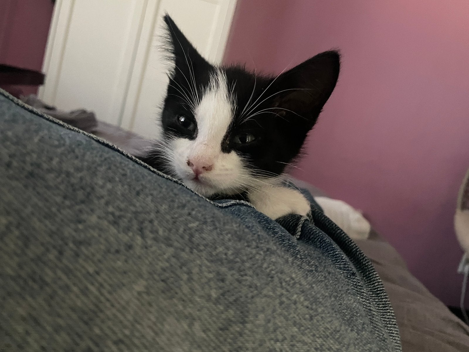 Lief en tam kitten met spullen erbij, Poes, Kortharig, 0 tot 2 jaar