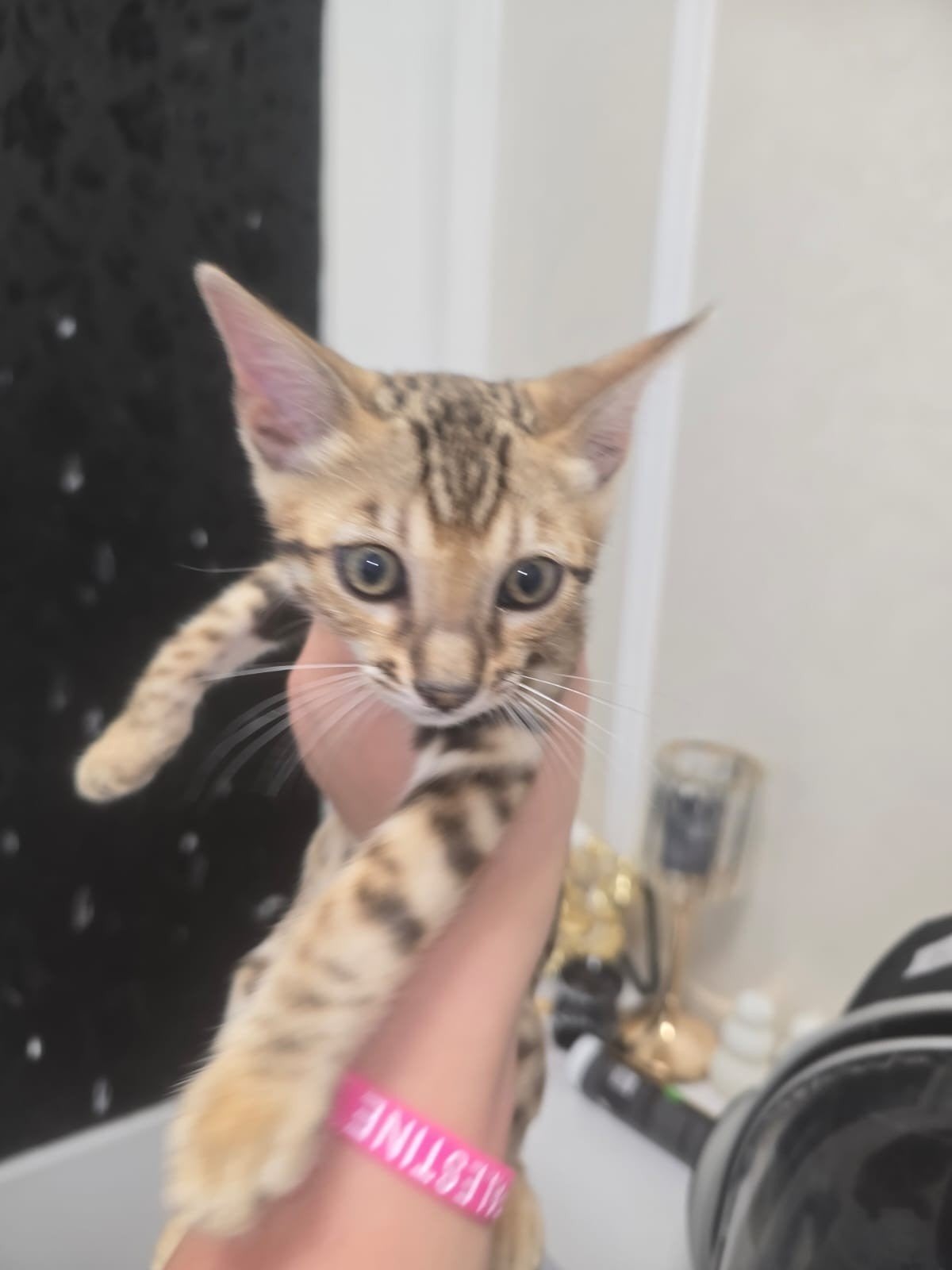 3 prachtige Bengaalse mannelijke kittens, Dieren en Toebehoren, Kater