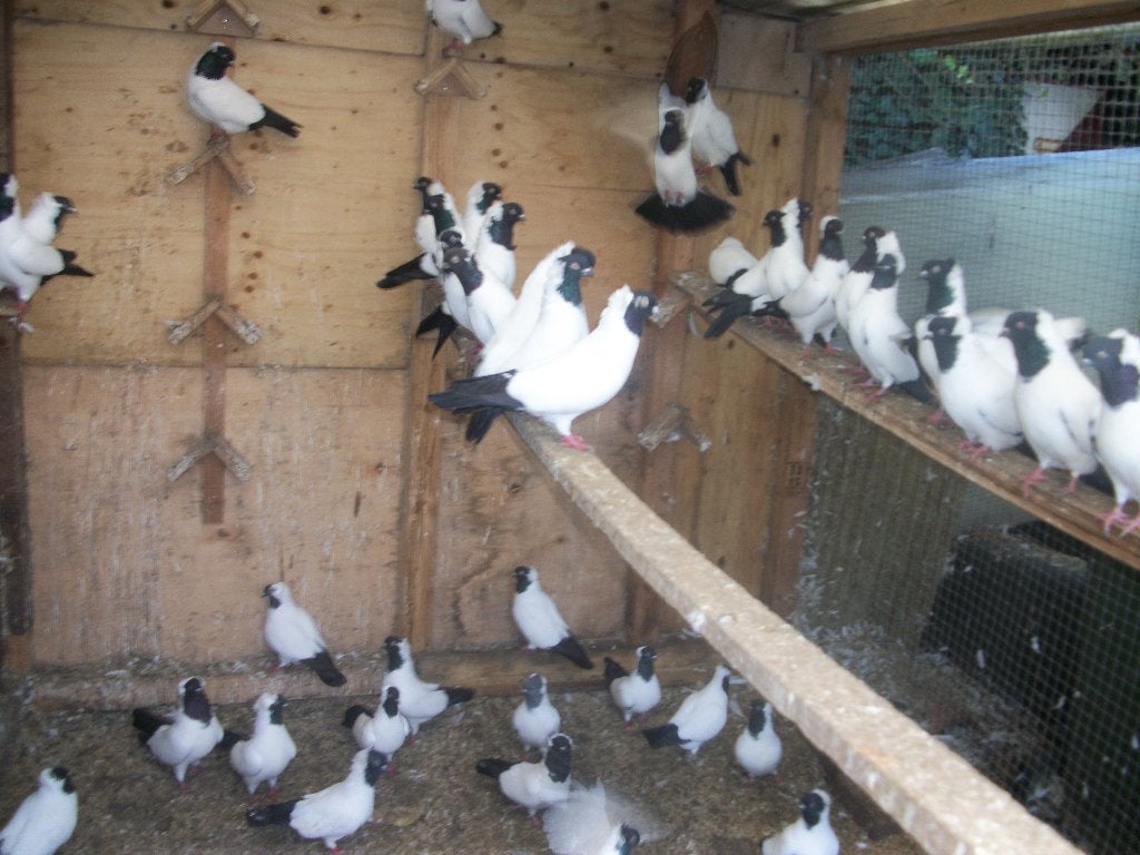 duiven, Meerdere dieren, Overige soorten