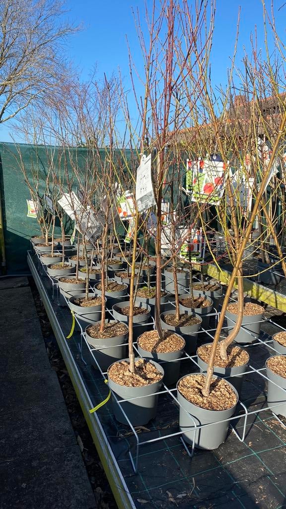 Fruitbomen laagstam, halfstam en hoogstam, Ophalen, Minder dan 100 cm, Overige soorten, Lente