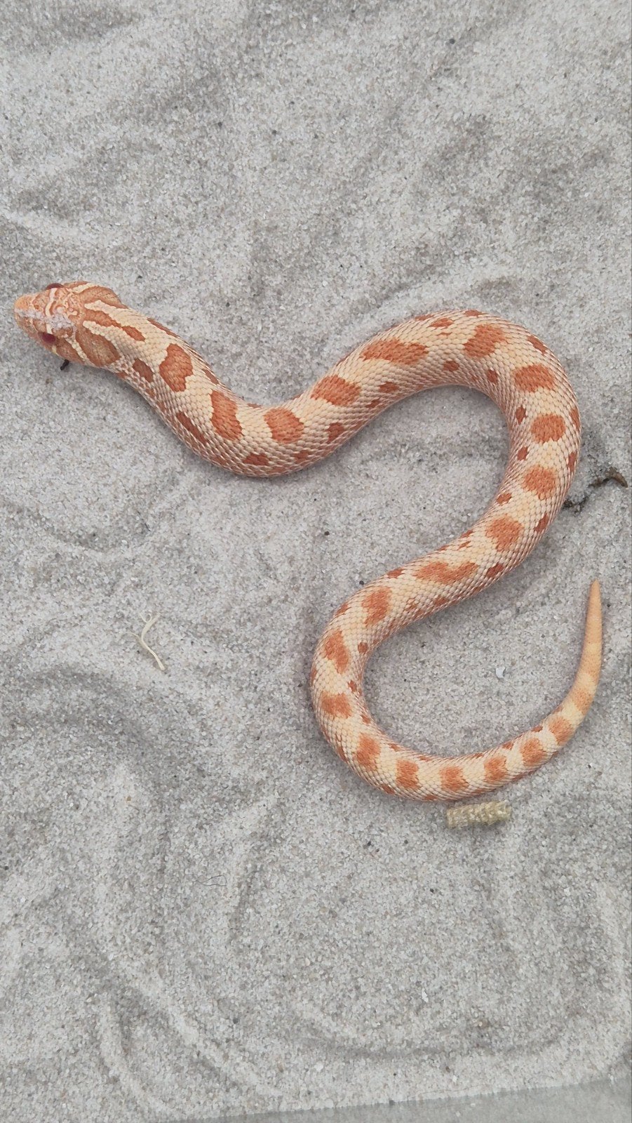 Haakneusslang het snow Hognose Snake photo 4