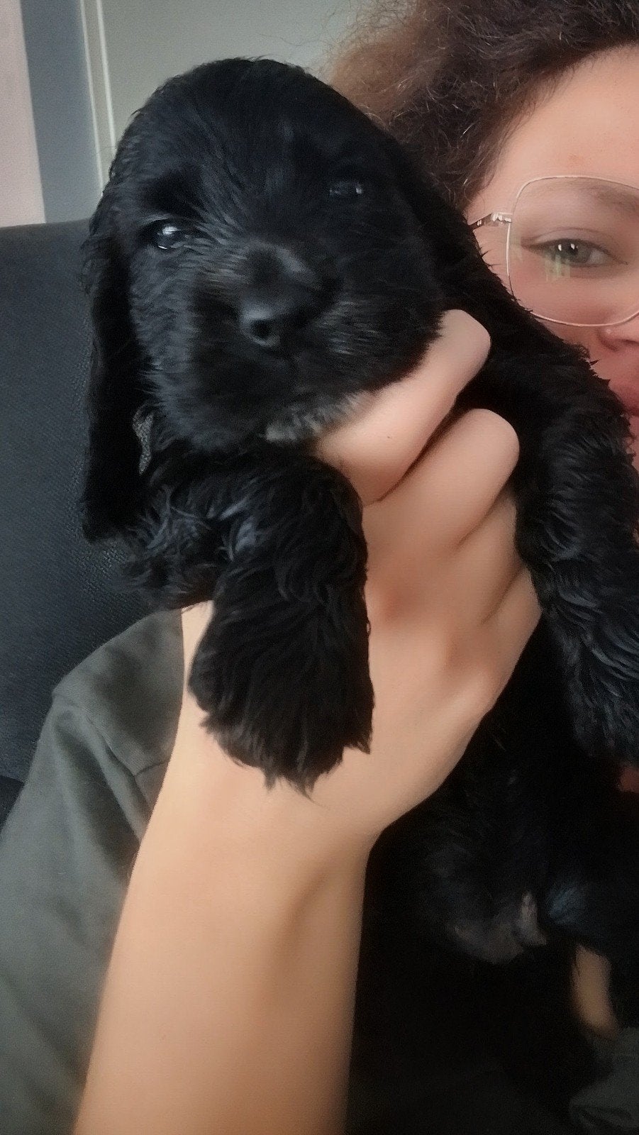 Cocker spaniël pup (teefje)nu 4 weken oud, 8 tot 15 weken, Meerdere, Meerdere dieren, Spaniël