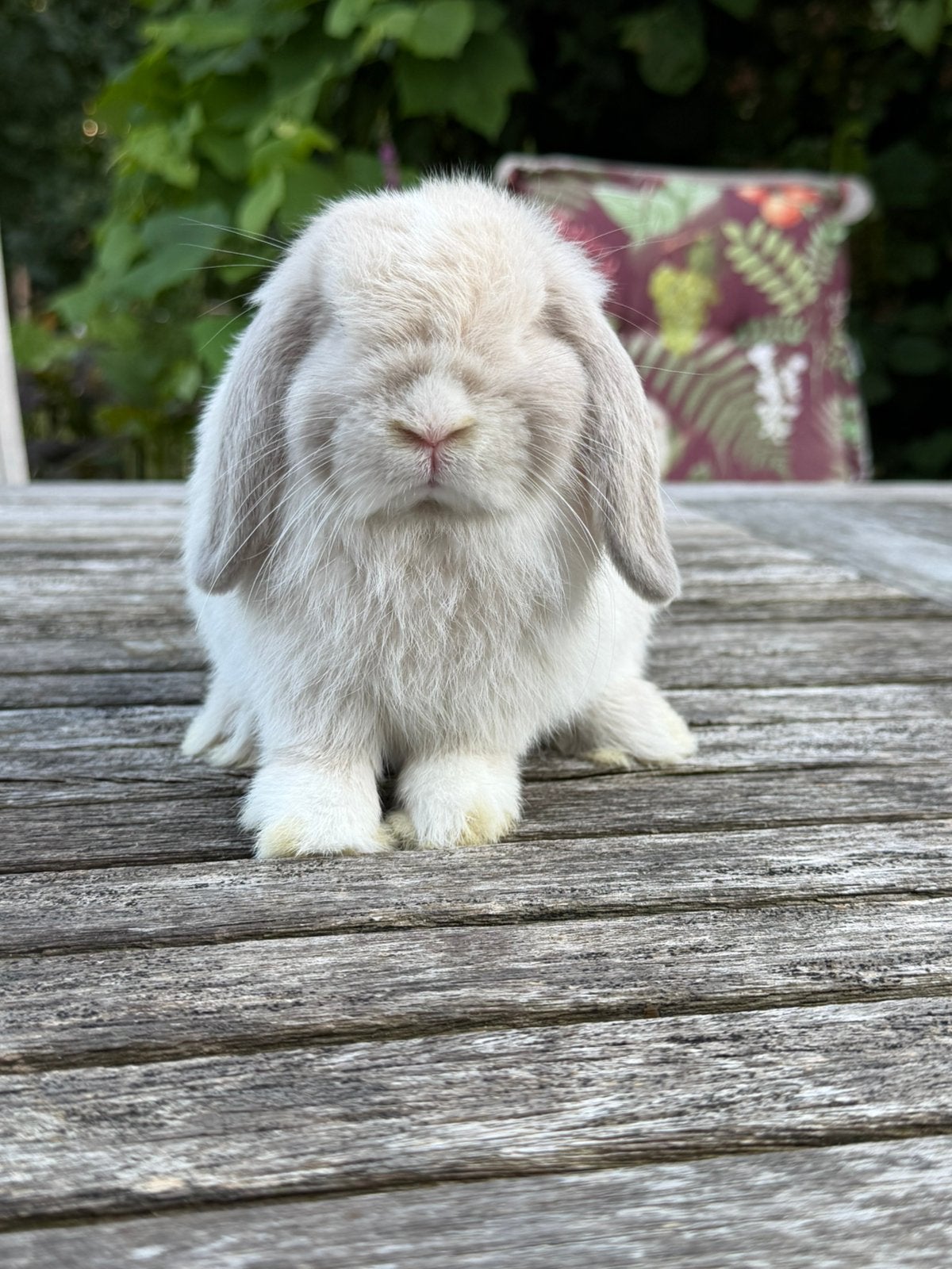 Super leuk Minilop koppeltje -> klaar om te verhuizen, Dieren en Toebehoren, Konijnen, Meerdere dieren, Dwerg, Hangoor, 0 tot 2 jaar