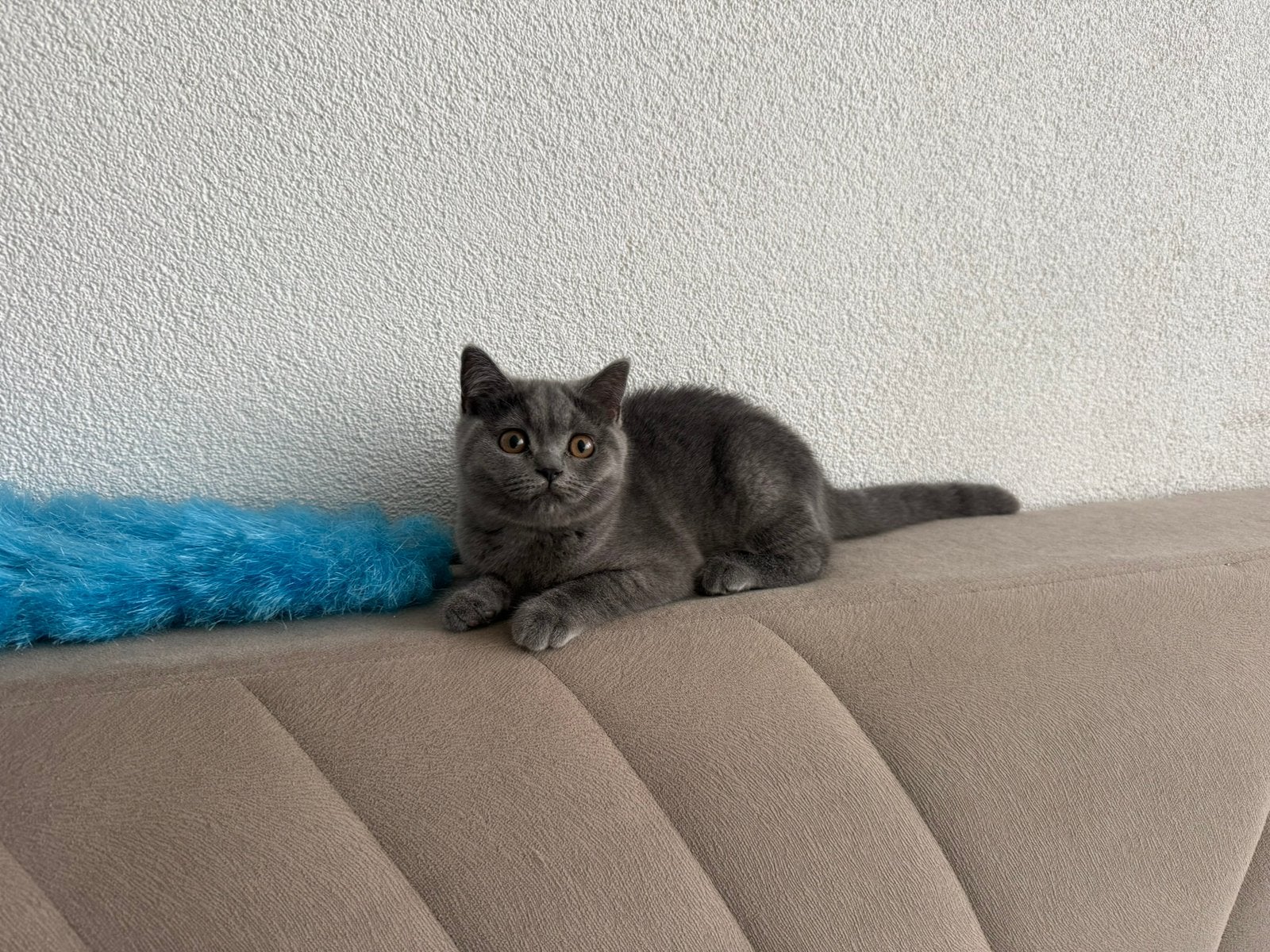 Raszuiver britse korthaar kitten, Poes, Ontwormd, 0 tot 2 jaar