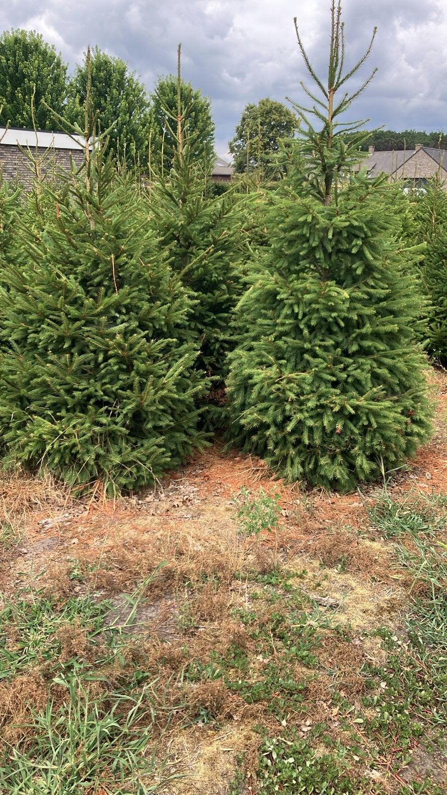 Kerstbomen picea abies/ fijnspar, Tuin en Terras, Bloeit niet, Overige soorten, 100 tot 250 cm, Ophalen