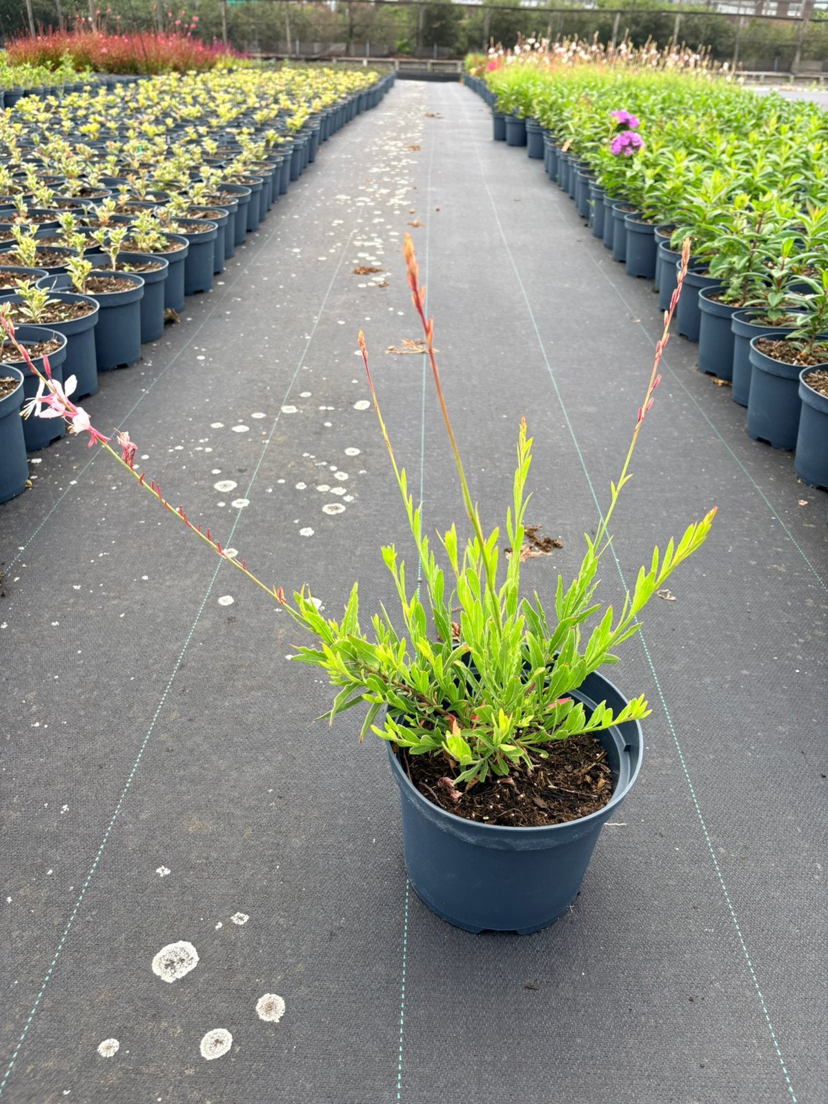 Vaste planten Gaura lindheimeri, Ophalen of Verzenden, Overige soorten, Volle zon
