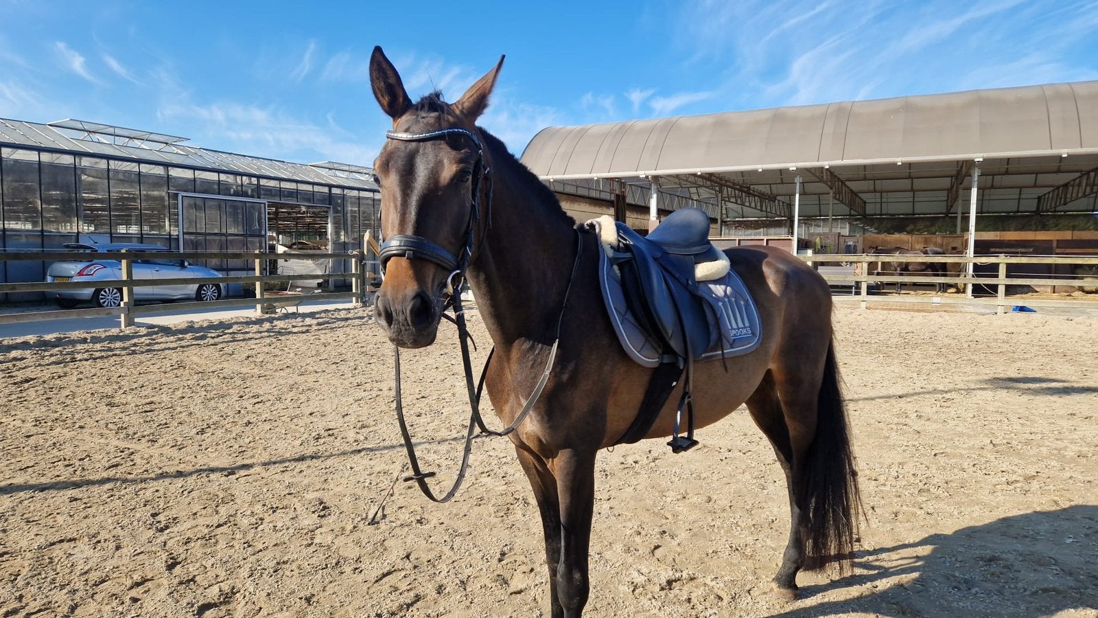 Brave jonge e pony, Merrie, B, Recreatiepaard, 3 tot 6 jaar