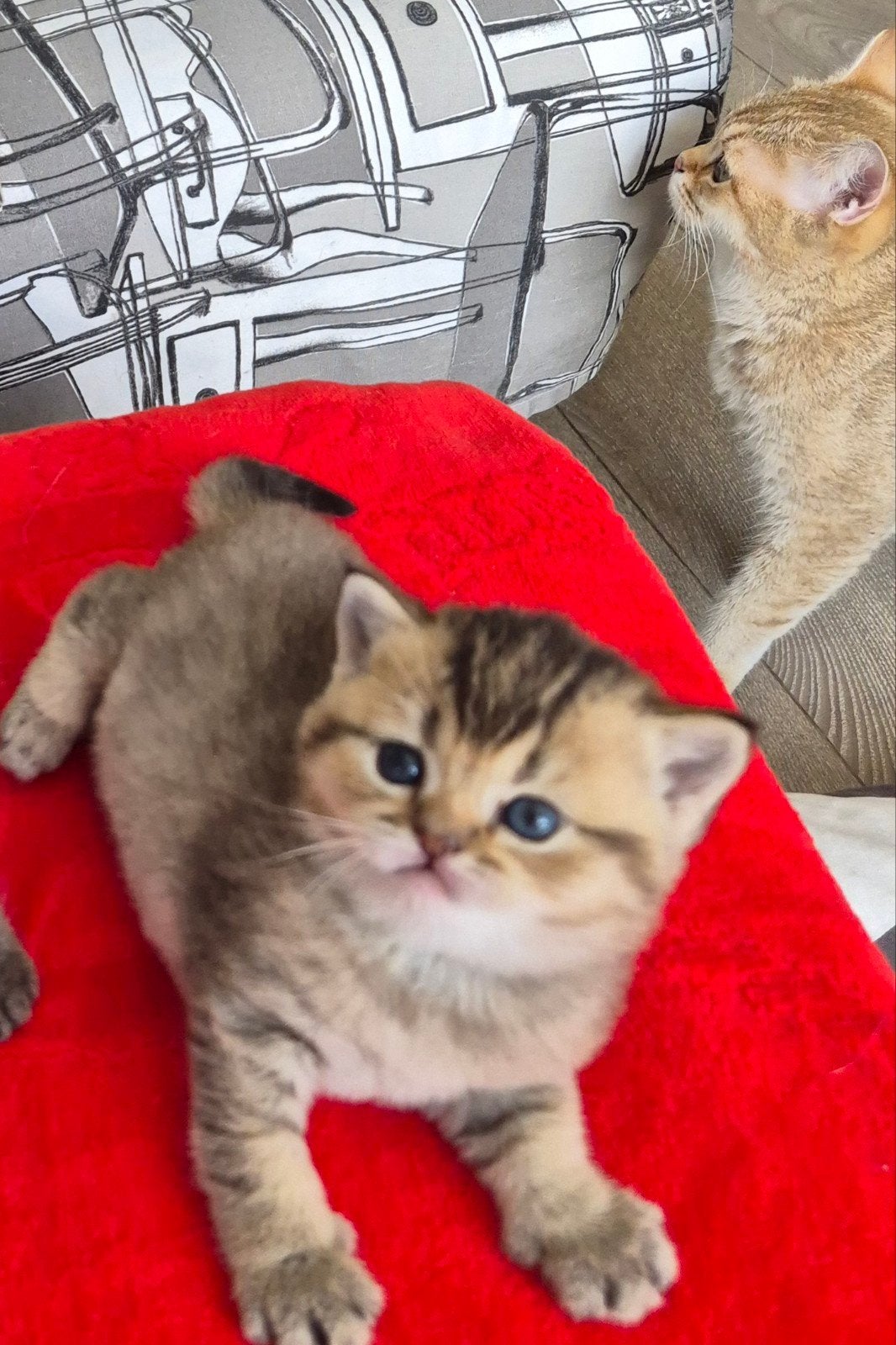 Brits Korthaar kittens in bijzondere kleuren!!!, Dieren en Toebehoren, Katten en Kittens | Raskatten | Korthaar, Meerdere dieren