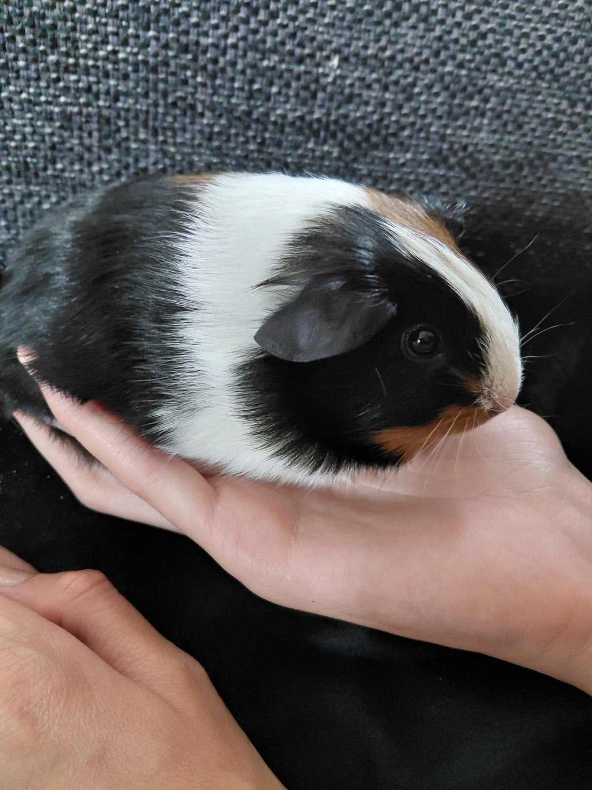 jonge cavia beertje, Dieren en Toebehoren, Knaagdieren, Juli, Mannelijk, Cavia