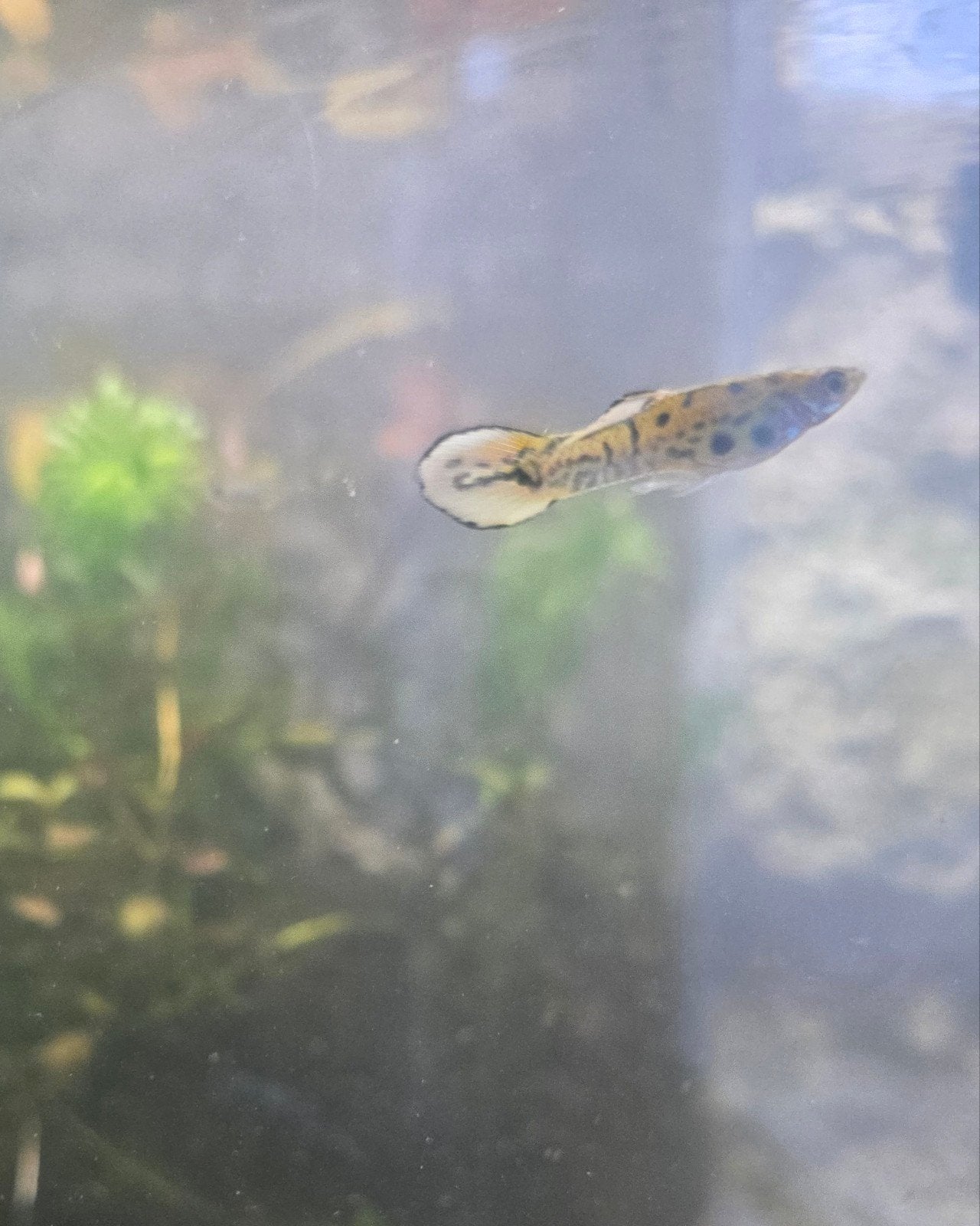 2 x gup man te koop, Dieren en Toebehoren, Vissen | Aquariumvissen, Vis
