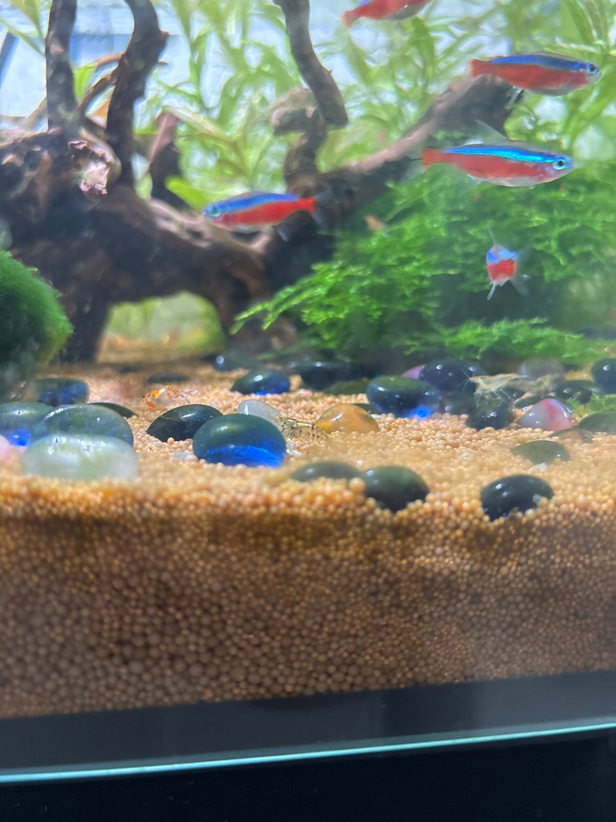 fresh water aquarium shrimps, Dieren en Toebehoren, Vis