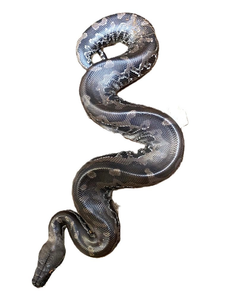 Python curtus Ball Python photo 2