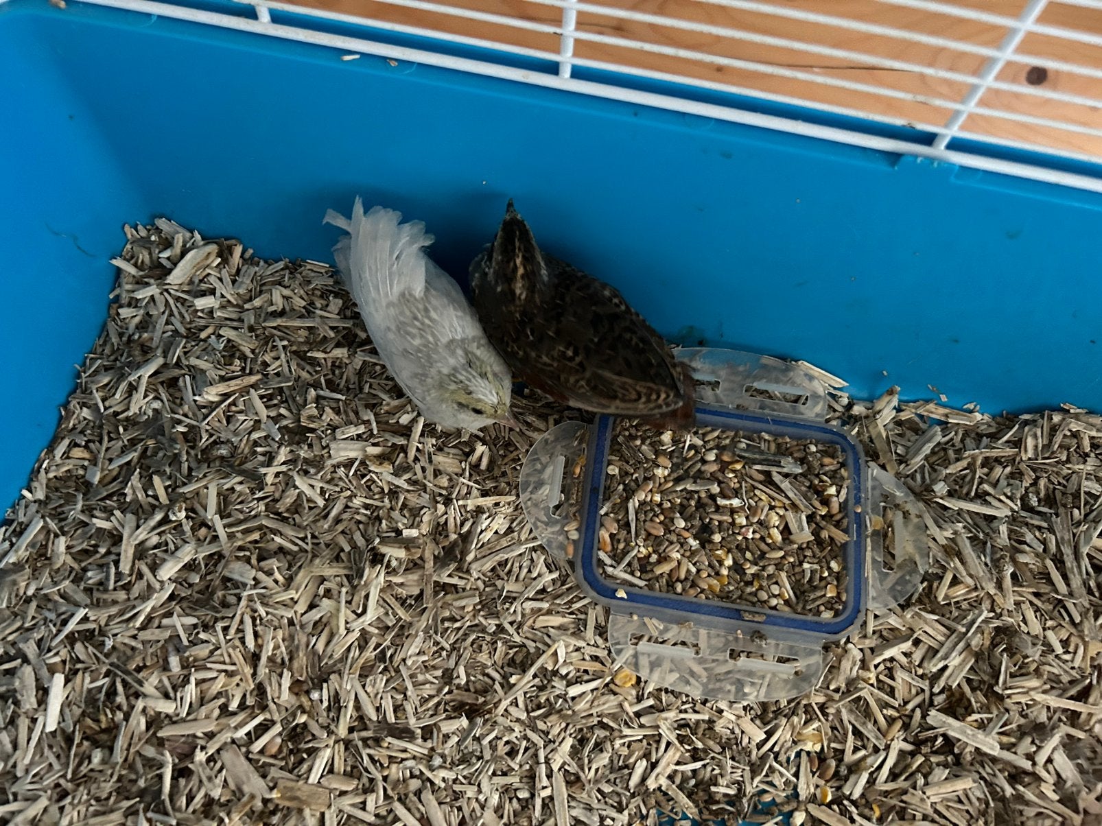 Chineese dwerg kwartels, Dieren en Toebehoren, Pluimvee, Overige soorten, Meerdere dieren