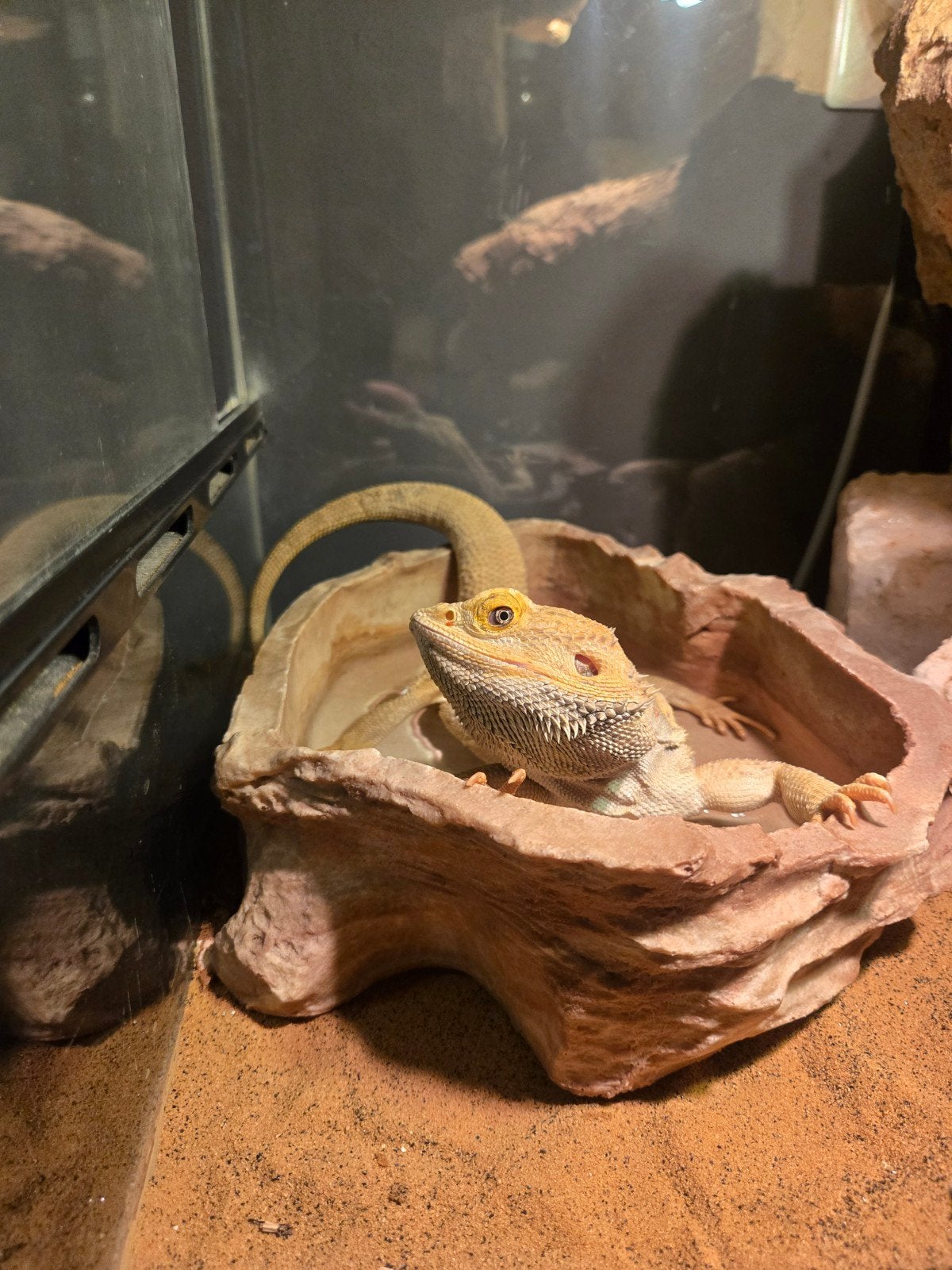 Baardagaam Man Met Terrarium En Terrariumkast Bearded Dragon photo 6