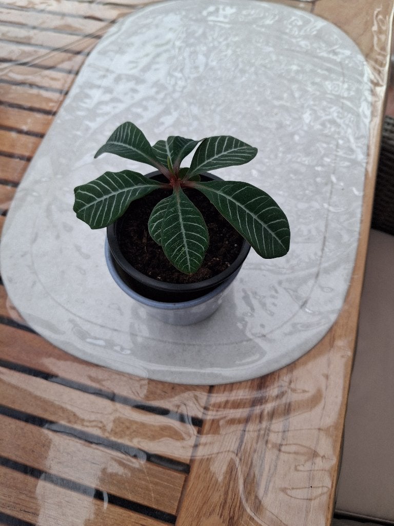 Madagascar jewel plant, Ophalen, Overige soorten, Volle zon