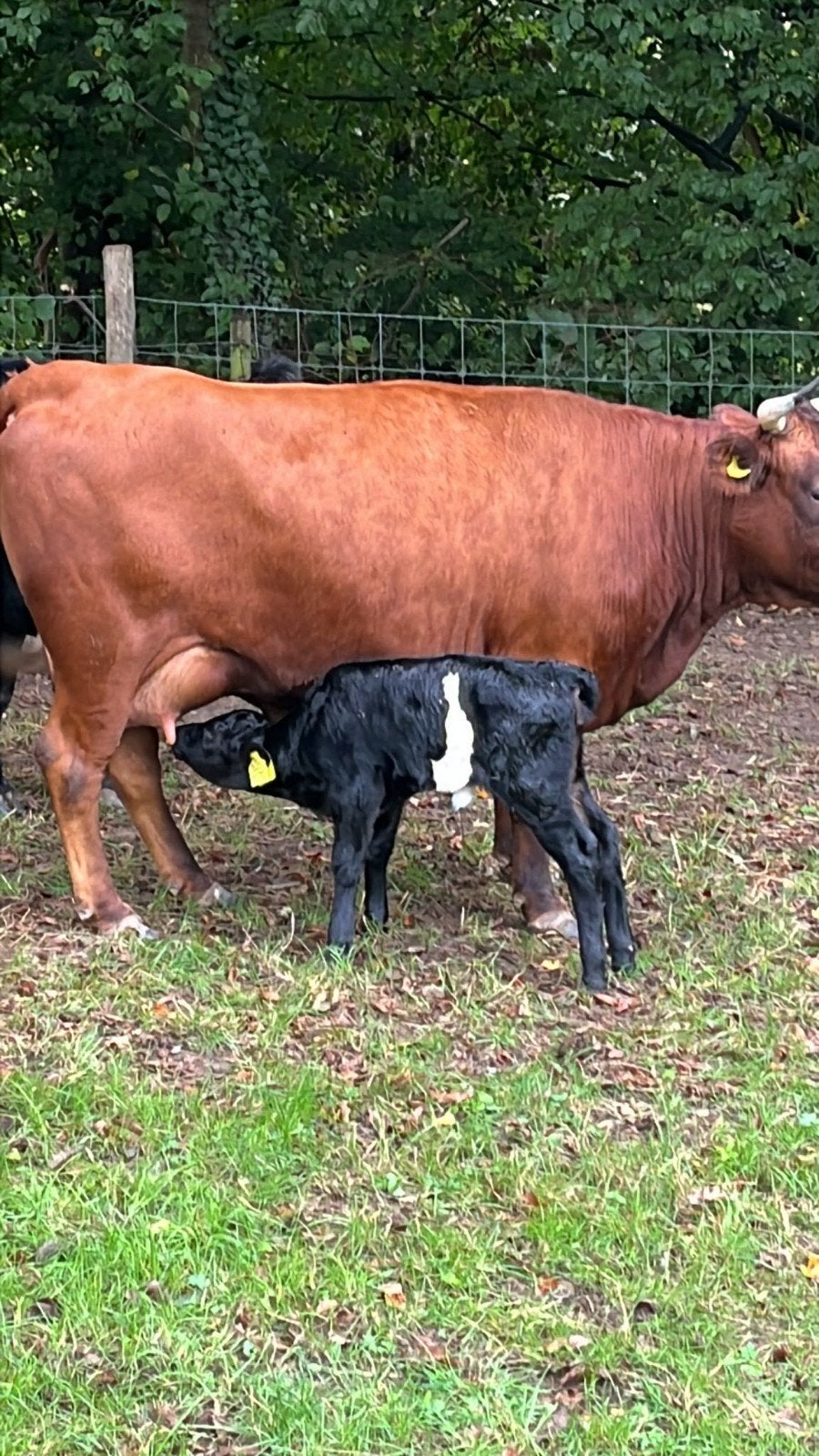 dexter koe met vaars kalf, Vrouwelijk, Geit