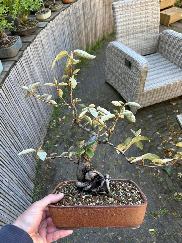 Bonsai bonsai bonsai, Bloeit niet, Halfschaduw, Minder dan 100 cm, Overige soorten