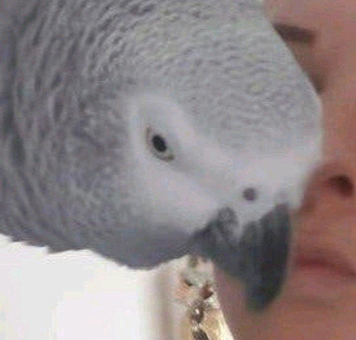 Huislijke Vogel oppas, Dieren en Toebehoren, Meerdere dieren, Papegaai
