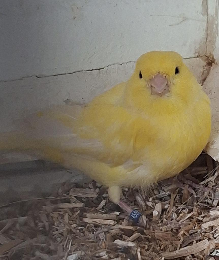 Kanarie pop, broedrijp, Dieren en Toebehoren, Vogels | Kanaries, Vrouwelijk, Kleurkanarie