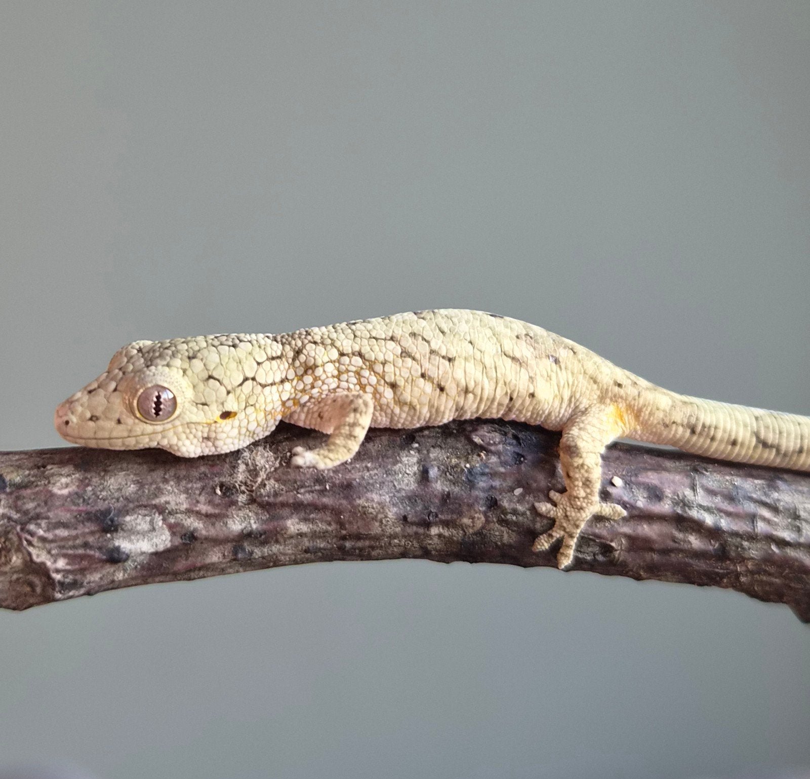 eurydactylodes vieillardi nakweek ( kameleongekko) Chameleon - unknown for sale from Maurits