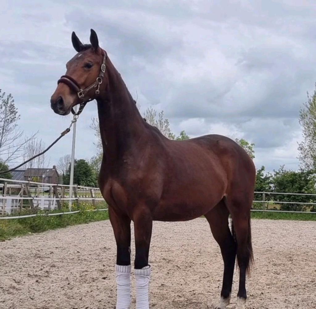 Zeer talentvolle Johnny Depp x Uphill merrie, Merrie, Met stamboom, Niet van toepassing, Dressuurpaard
