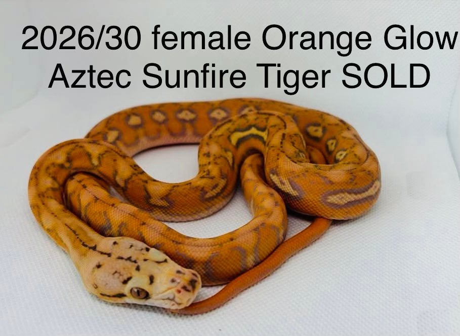 Nakweek Python Reticulatus Reticulated Python photo 20
