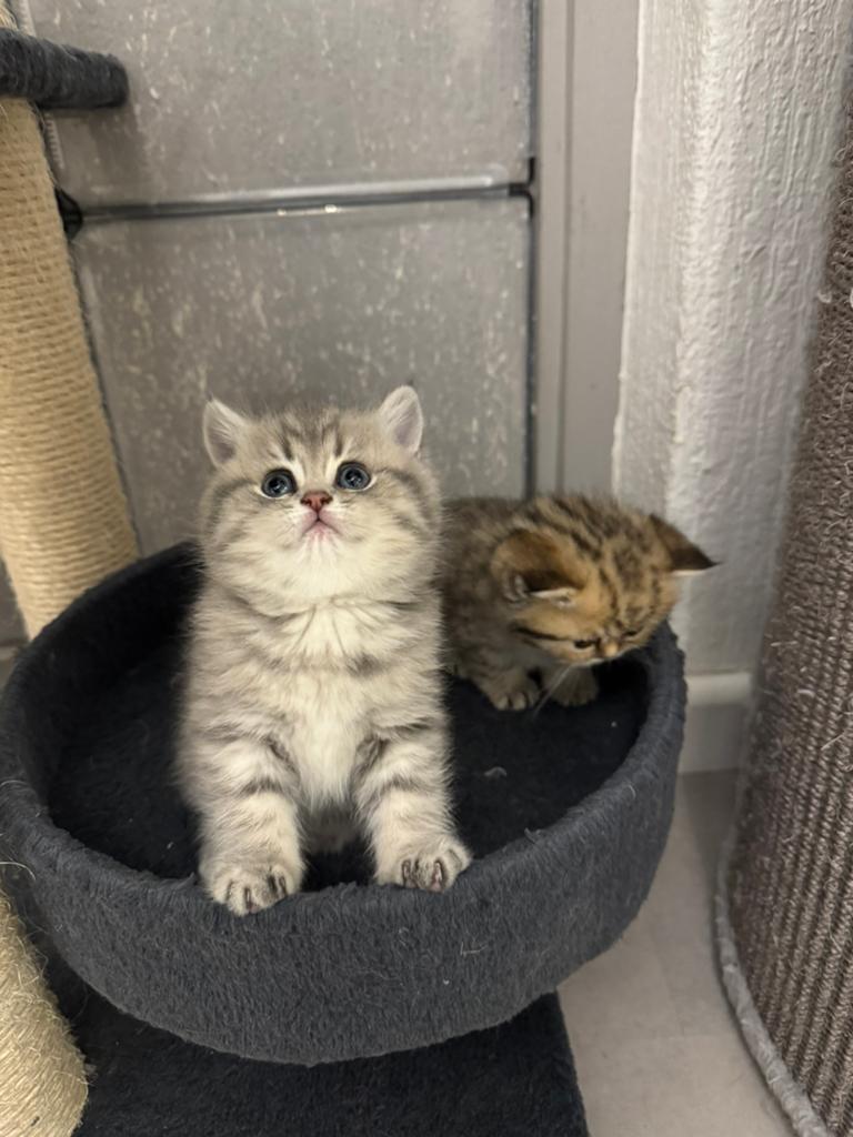 Britse korthaar 4 prachtige kittens te koop!, Meerdere dieren, Ontwormd